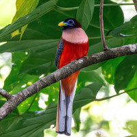 Philippine Trogon